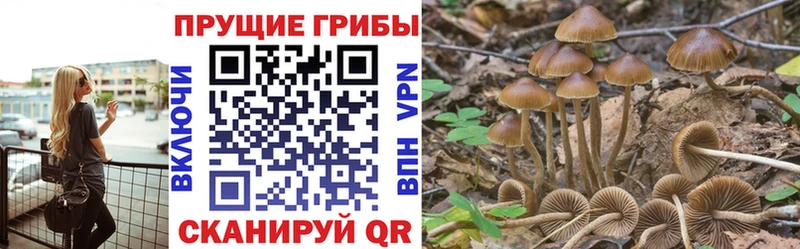 закладки  Луза  Галлюциногенные грибы Psilocybine cubensis 